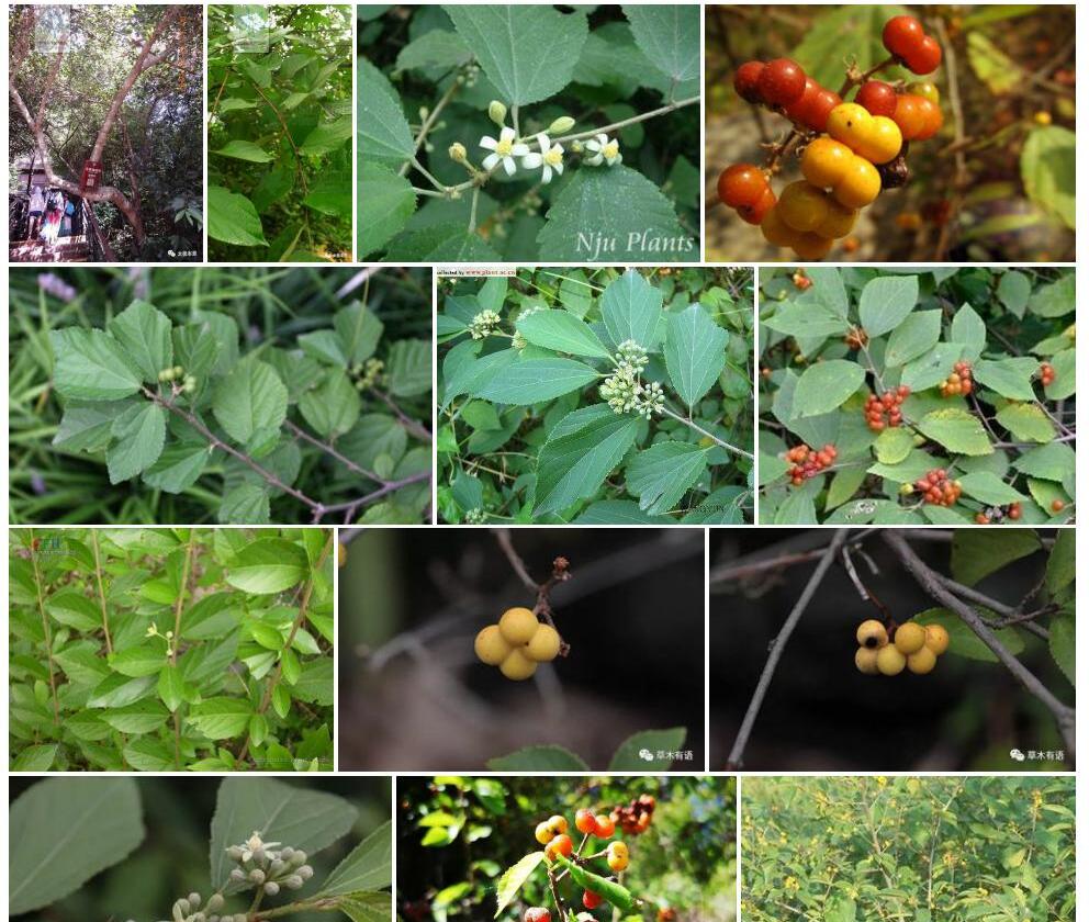 毛果扁担杆Grewia-eriocarpa图片