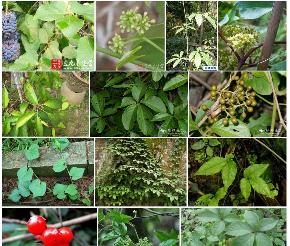 毛枝崖爬藤Tetrastigma-obovatum图片