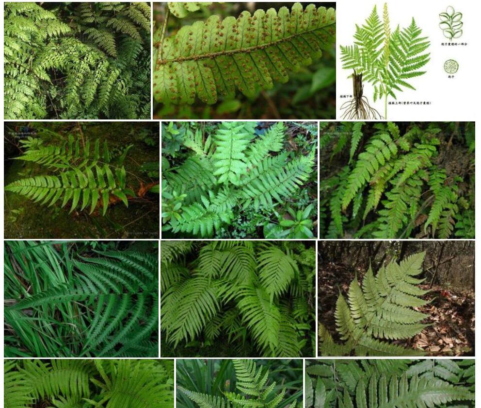 毛根蕨Trogostolon-yunnanensis图片