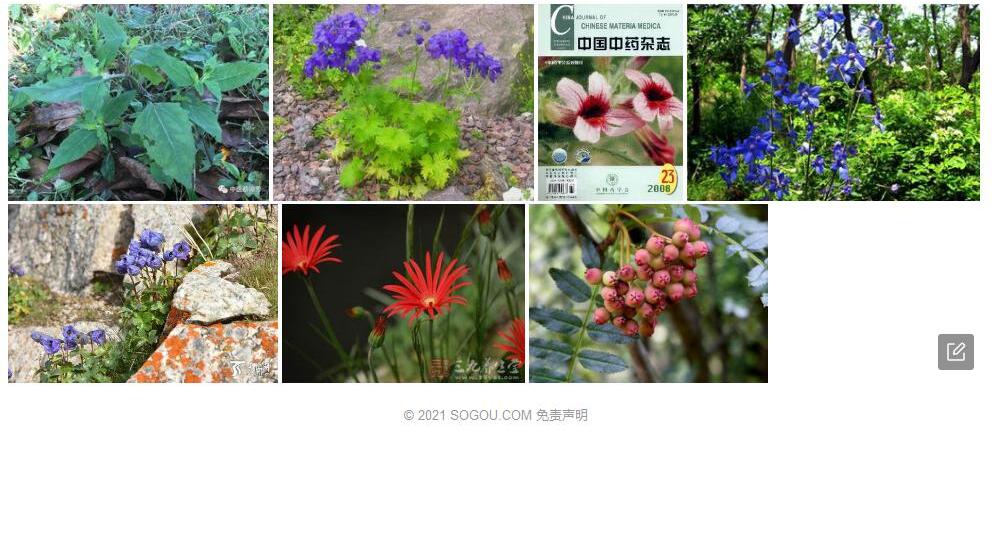 毛梗翠雀花Delphinium-honanense-var.-piliferum图片