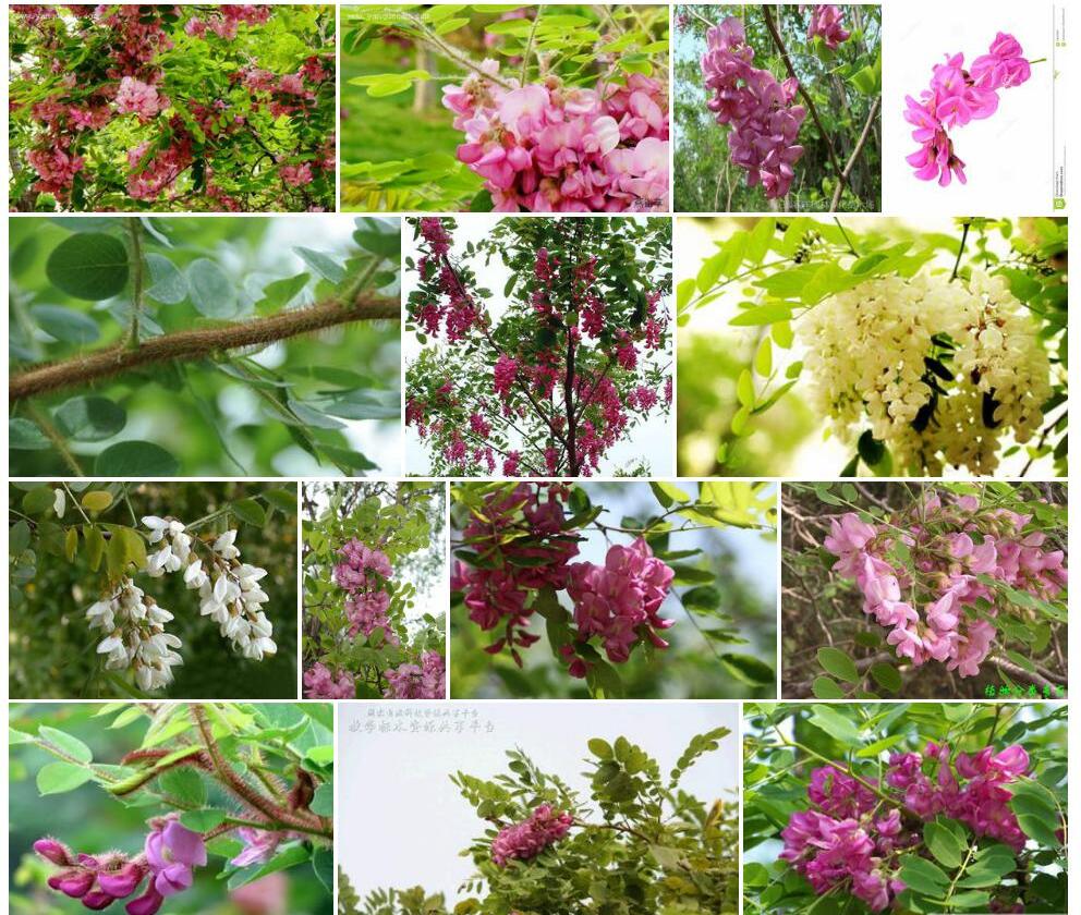 毛洋槐Robinia-hispida图片