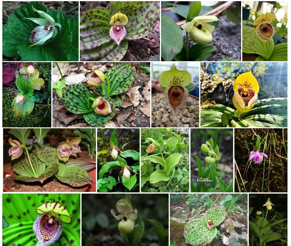 毛瓣杓兰Cypripedium-fargesii图片