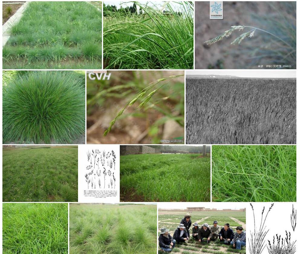 毛稃羊茅Festuca-kirilowii图片