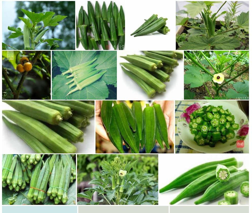 毛茄Solanum-ferox图片