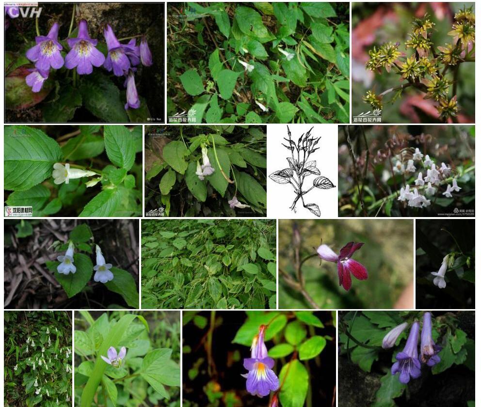 毛萼圆唇苣苔Gyrocheilos-lasiocalyx图片