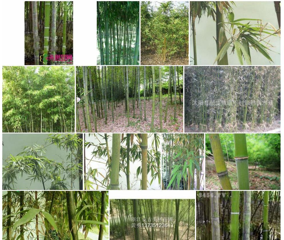 毛金竹Phyllostachys-nigra-var.-henonis图片