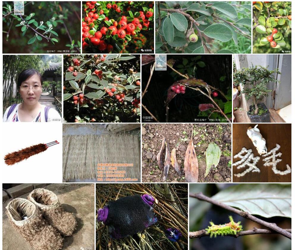 毡毛栒子Cotoneaster-pannosus图片