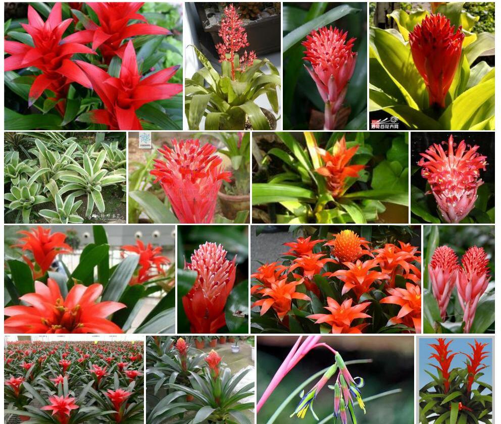 水塔花属Billbergia图片