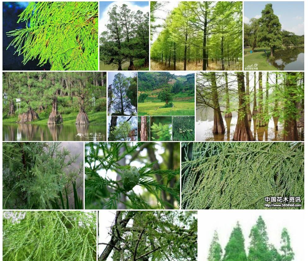 水松Glyptostrobus-pensilis图片
