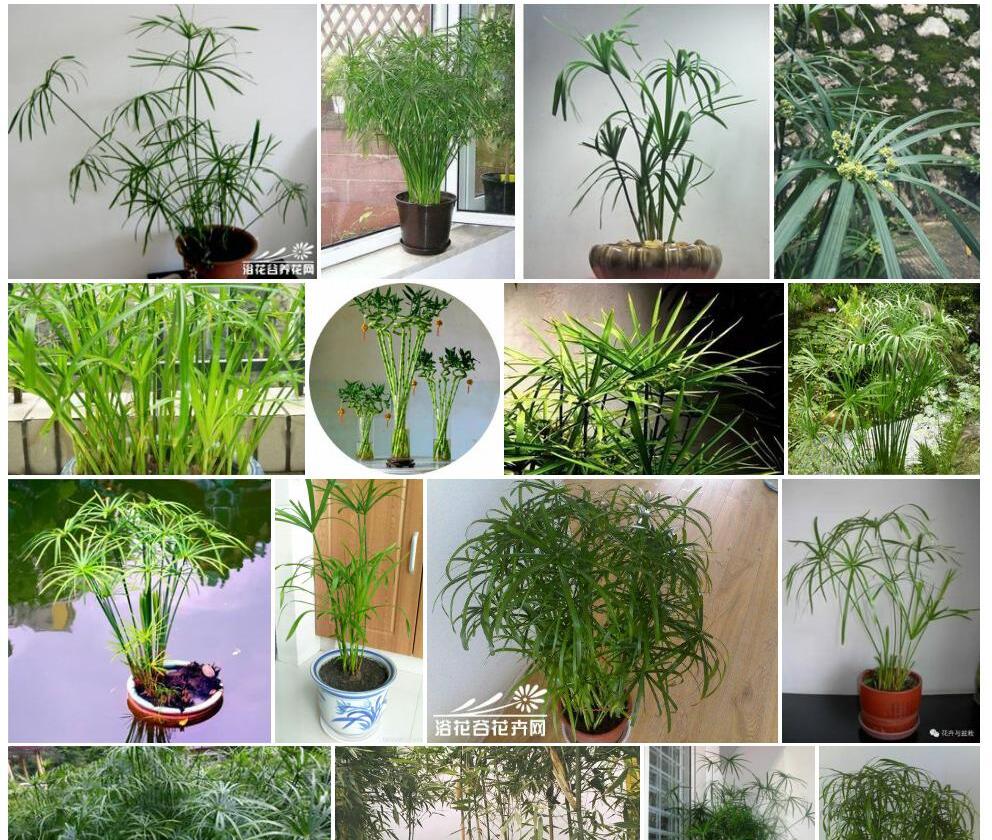水竹Phyllostachys-heteroclada图片