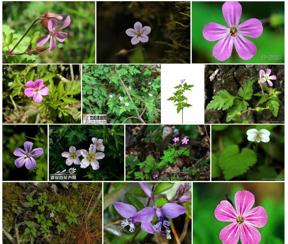 汉荭鱼腥草Geranium-robertianum图片