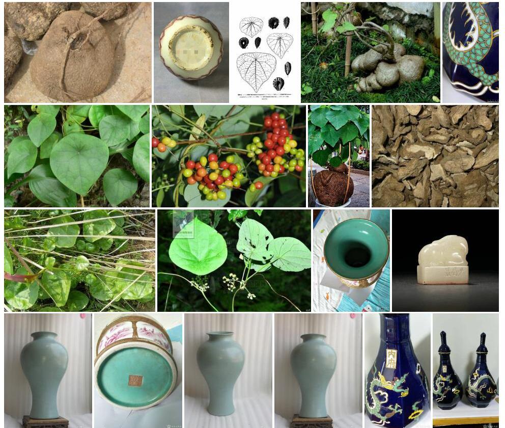 汝兰Stephania-sinica图片