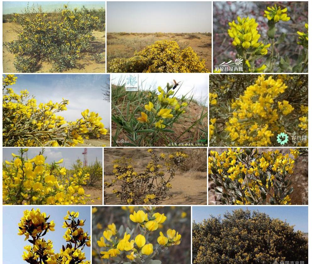 沙冬青Ammopiptanthus-mongolicus图片