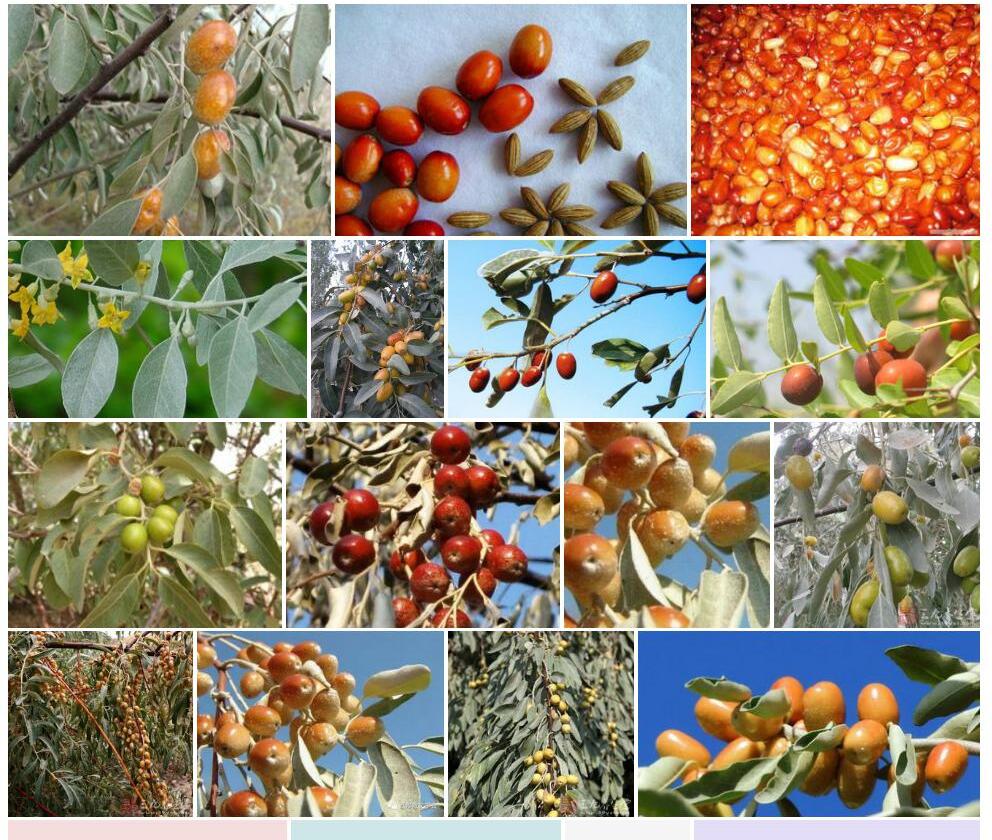 沙枣Elaeagnus-angustifolia图片