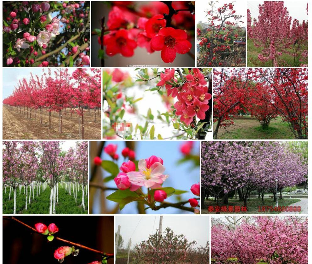 河南海棠Malus-honanensis图片