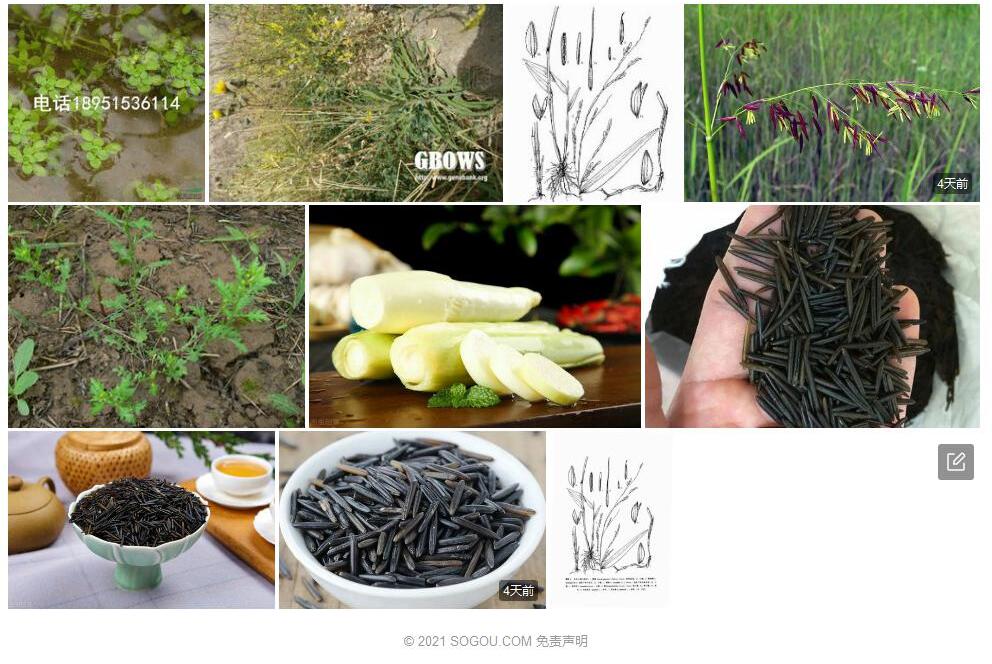 沼生菰Zizania-palustris图片