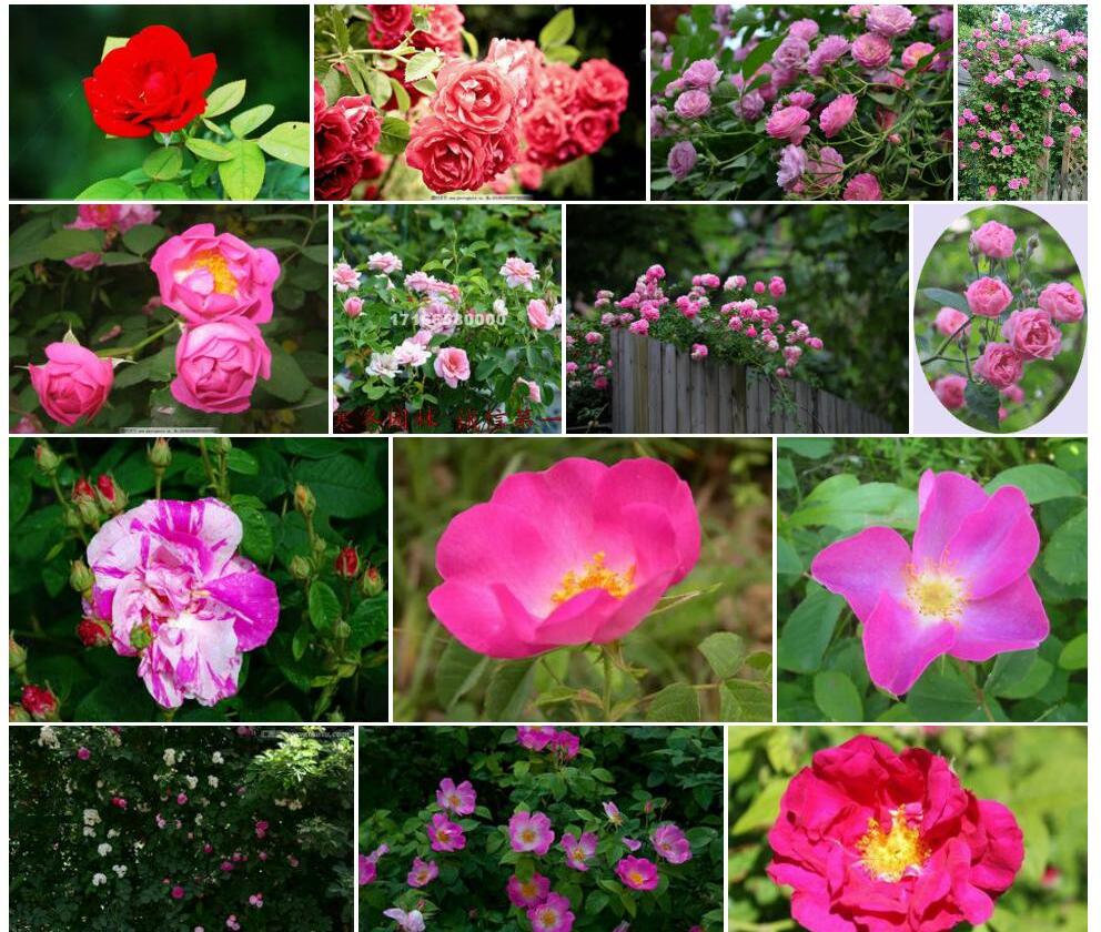 法国蔷薇Rosa-gallica图片