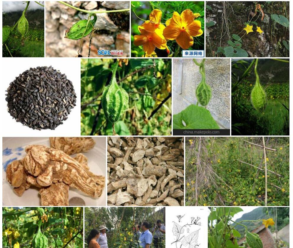 波棱瓜Herpetospermum-pedunculosum图片