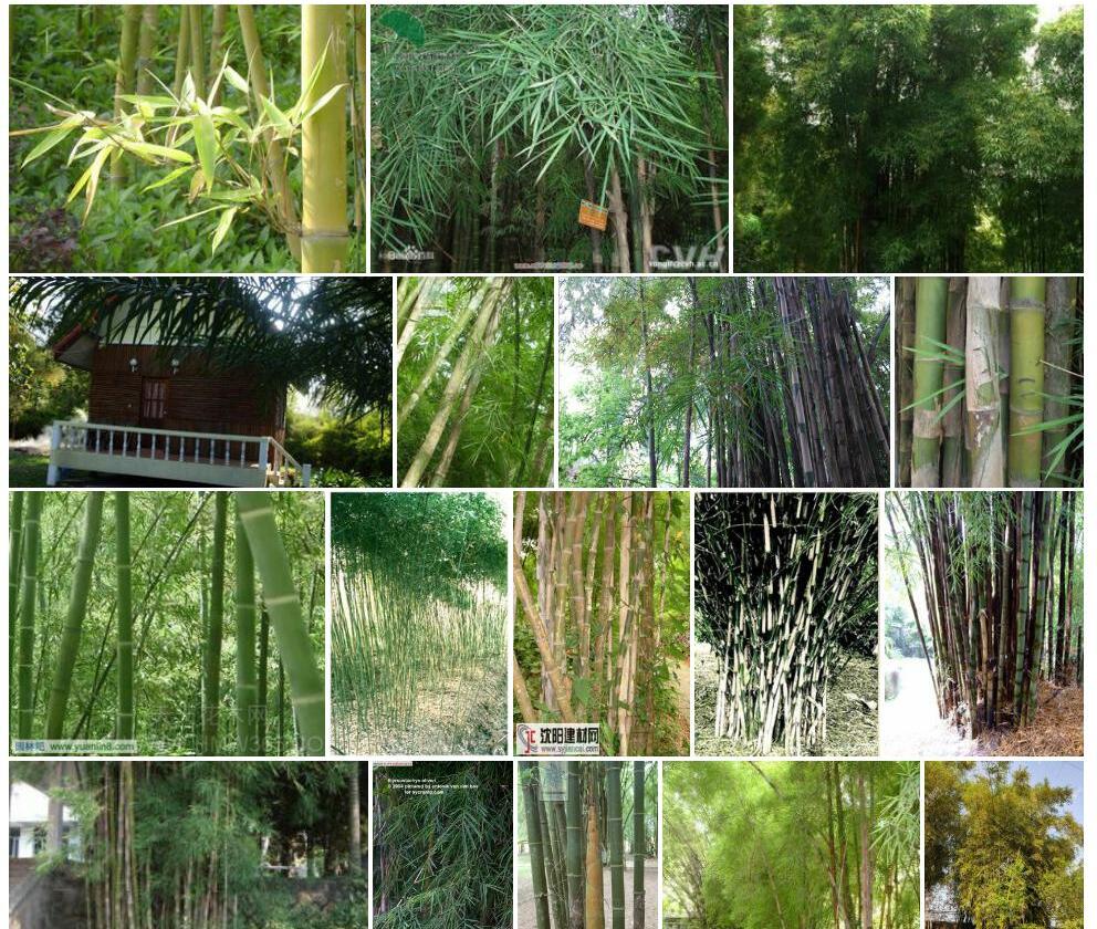 泰竹Thyrsostachys-siamensis图片