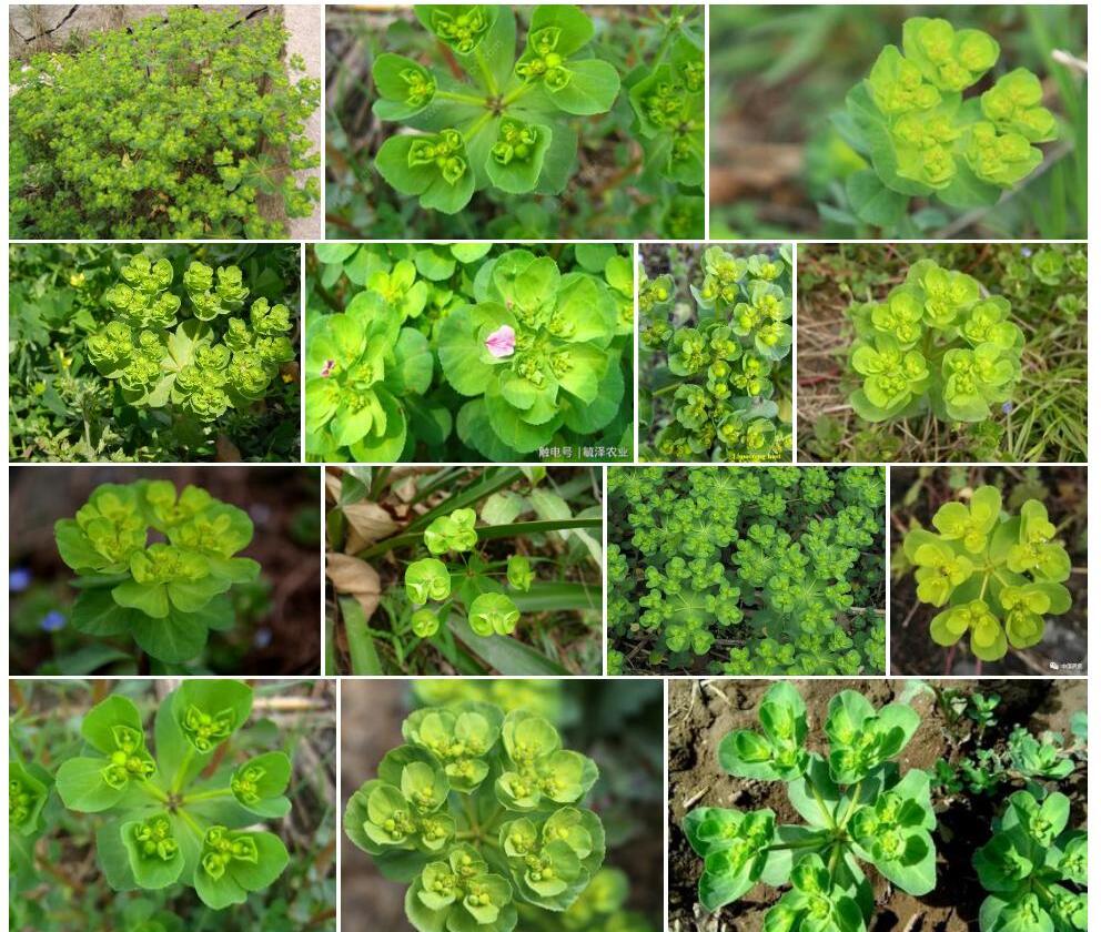 泽漆Euphorbia-helioscopia图片
