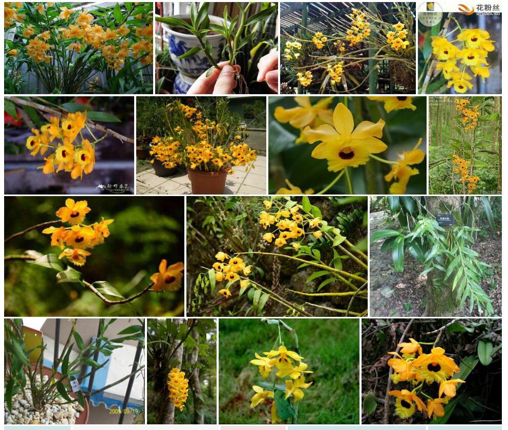 流苏石斛Dendrobium-fimbriatum图片