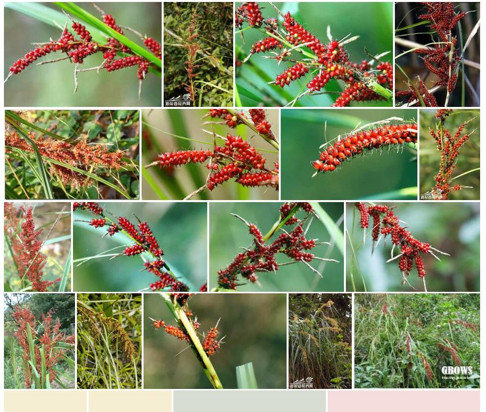 浆果薹草Carex-baccans图片