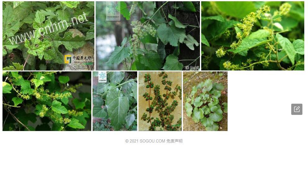 浙江蘡薁Vitis-zhejiang-adstricta图片