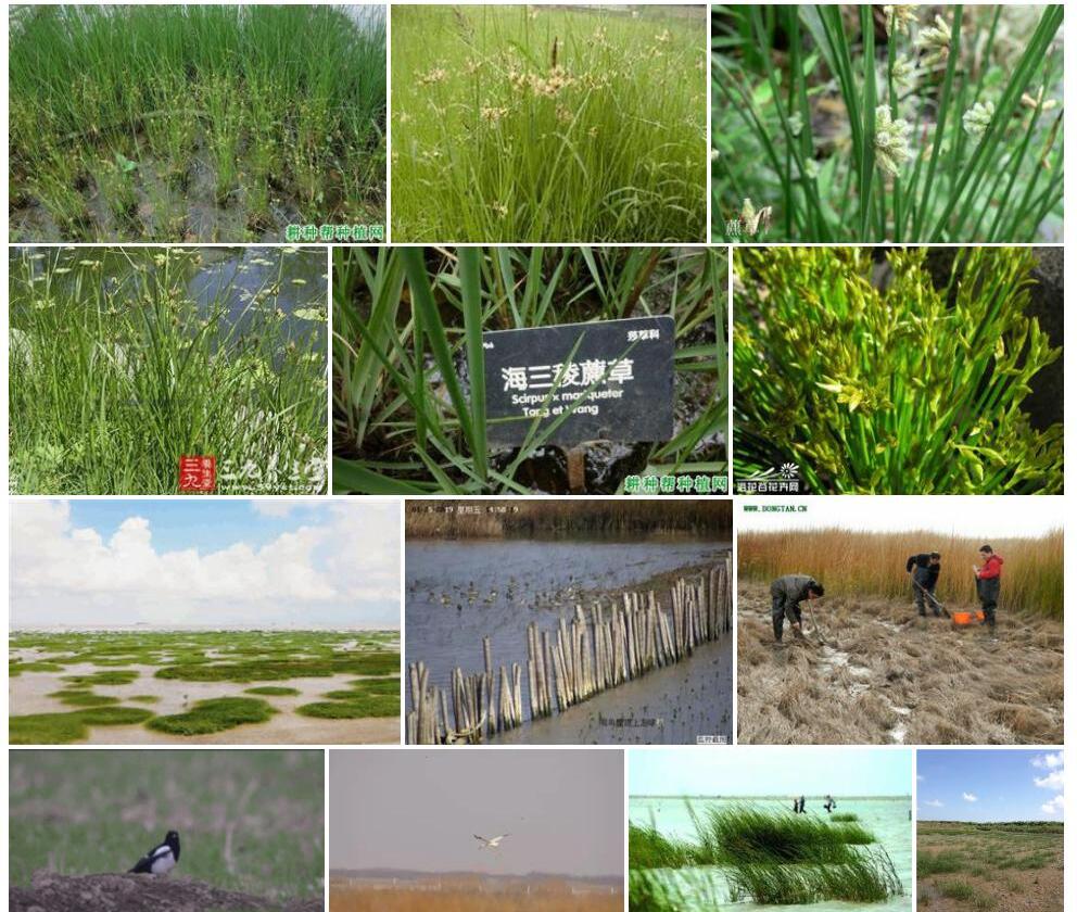 海三棱藨草Scirpus-×-mariqueter图片