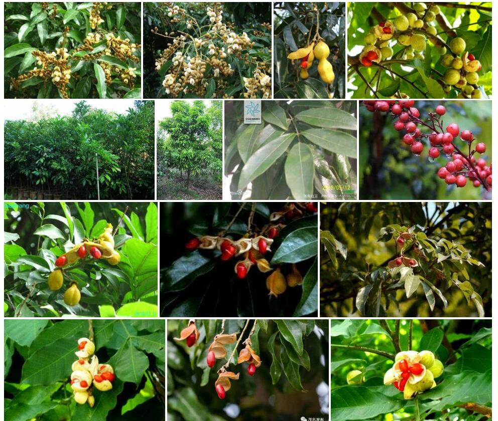 海南红豆Ormosia-pinnata图片