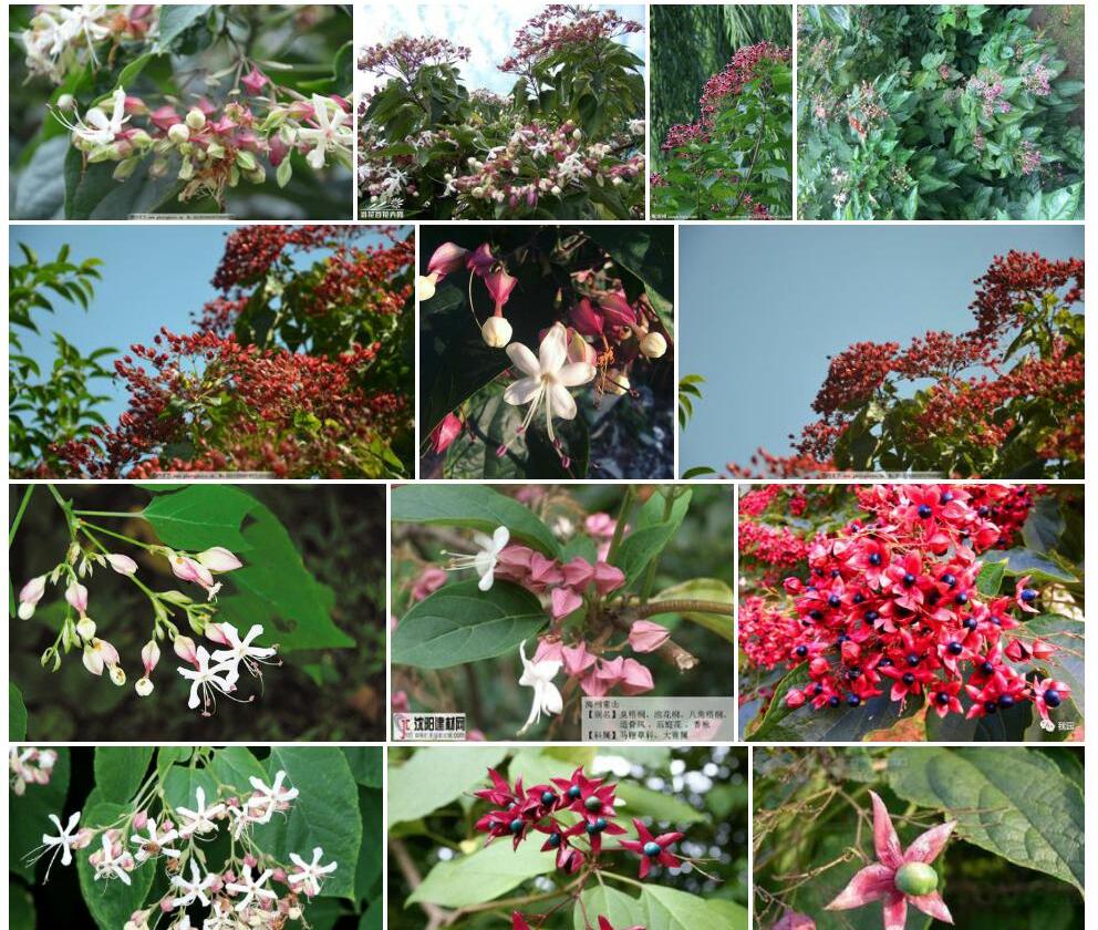 海州常山Clerodendrum-trichotomum图片