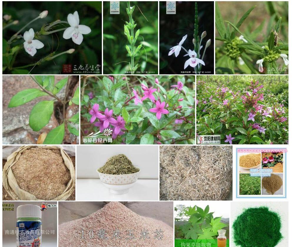 海康钩粉草Pseuderanthemum-haikangense图片