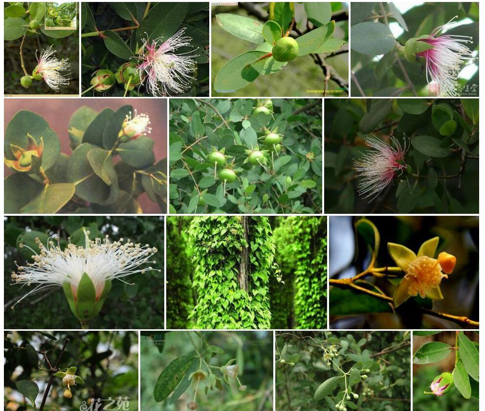 海桑Sonneratia-caseolaris图片