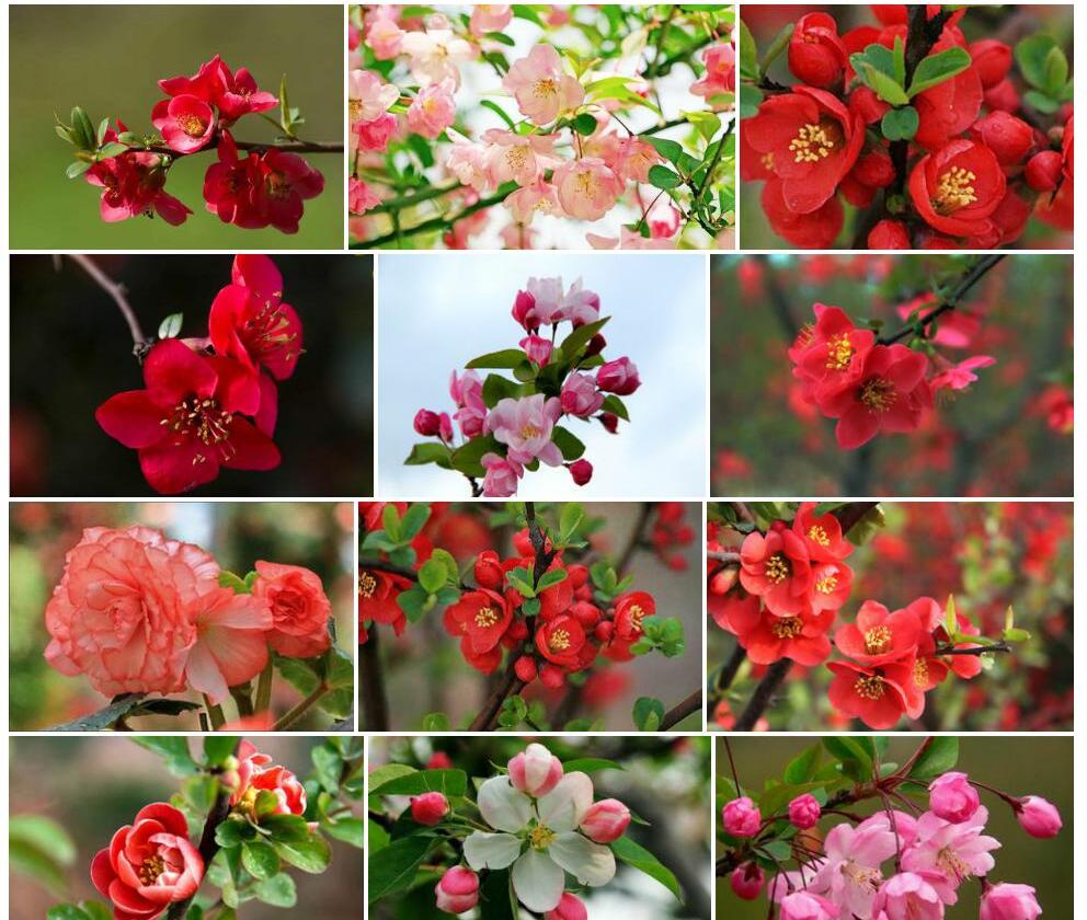 海棠花Malus-spectabilis图片