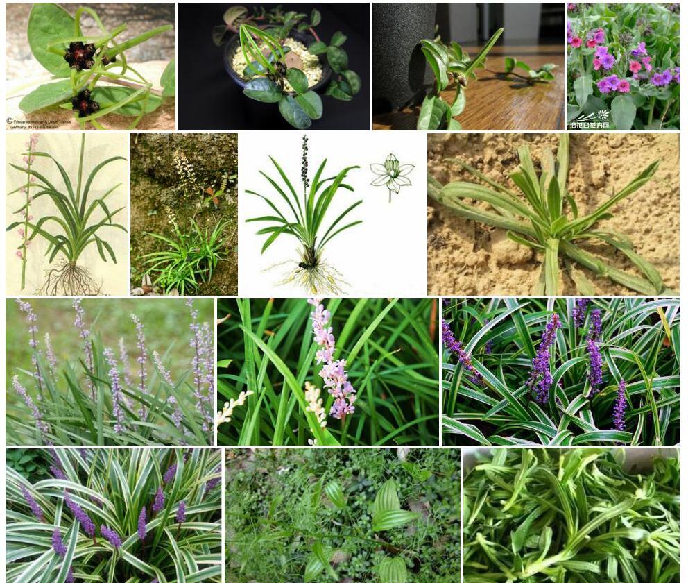润肺草属Brachystelma图片