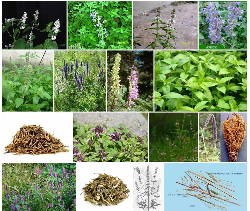 淡紫荆芥Nepeta-yanthina图片