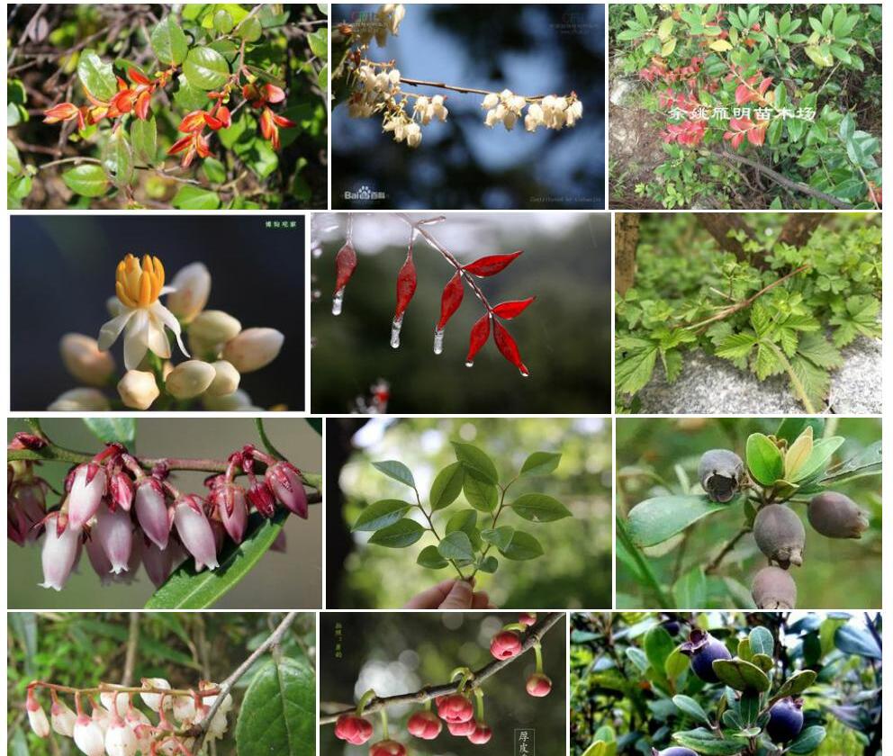 淡红南烛Vaccinium-bracteatum-var.-rubellum图片