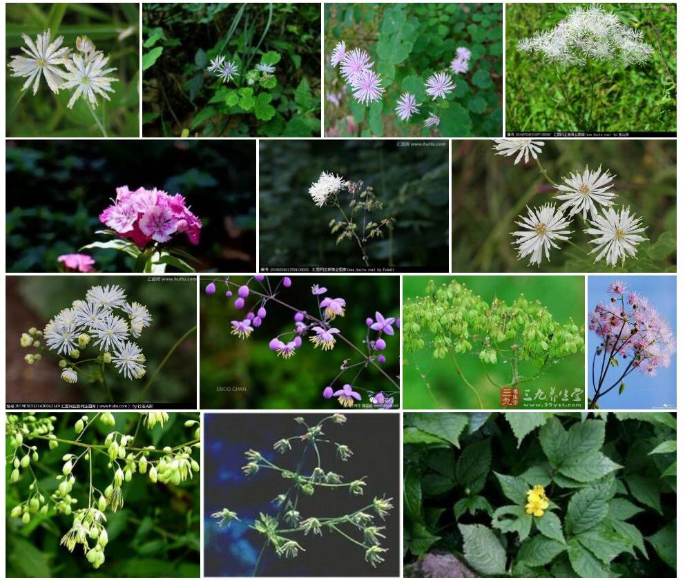 淡红唐松草Thalictrum-rubescens图片