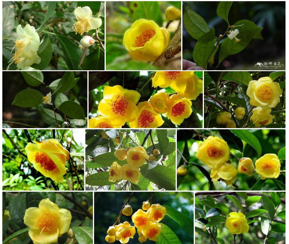 淡黄金花茶Camellia-flavida图片