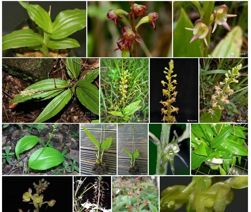 深裂沼兰Malaxis-purpurea图片