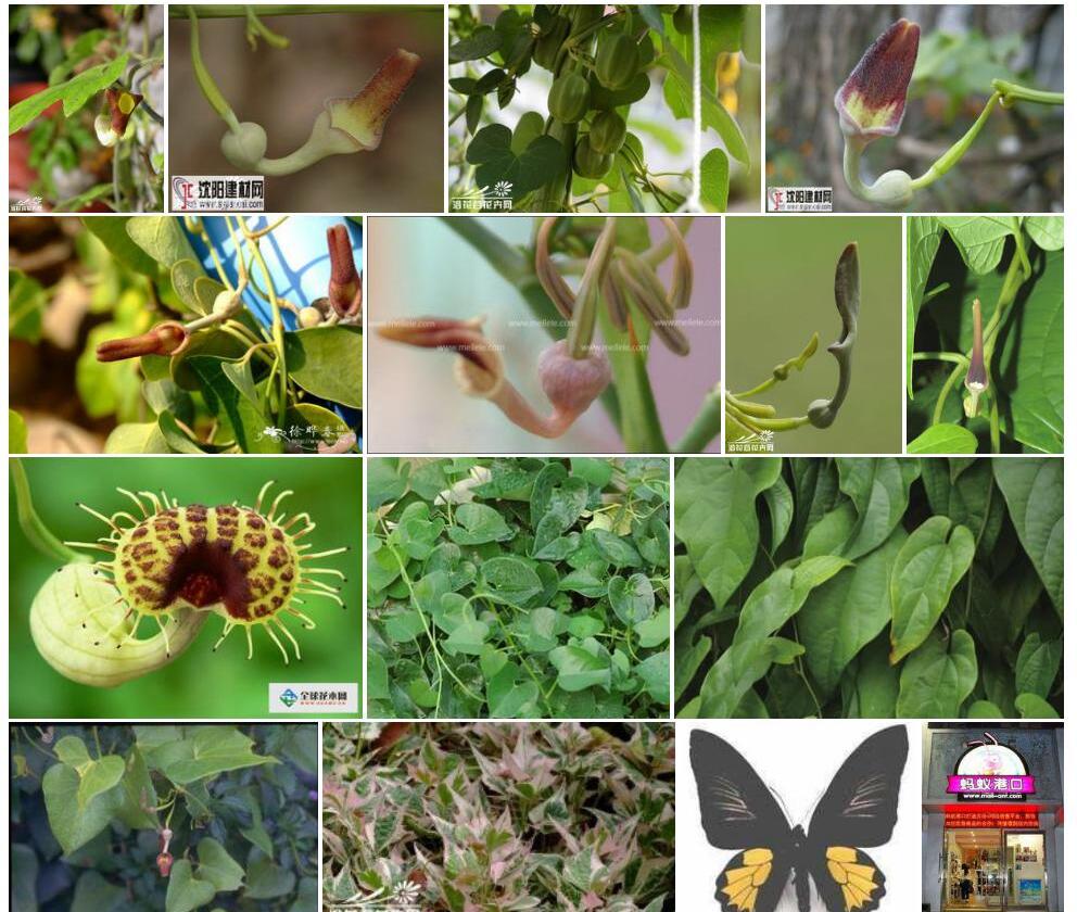 港口马兜铃Aristolochia-zollingeriana图片