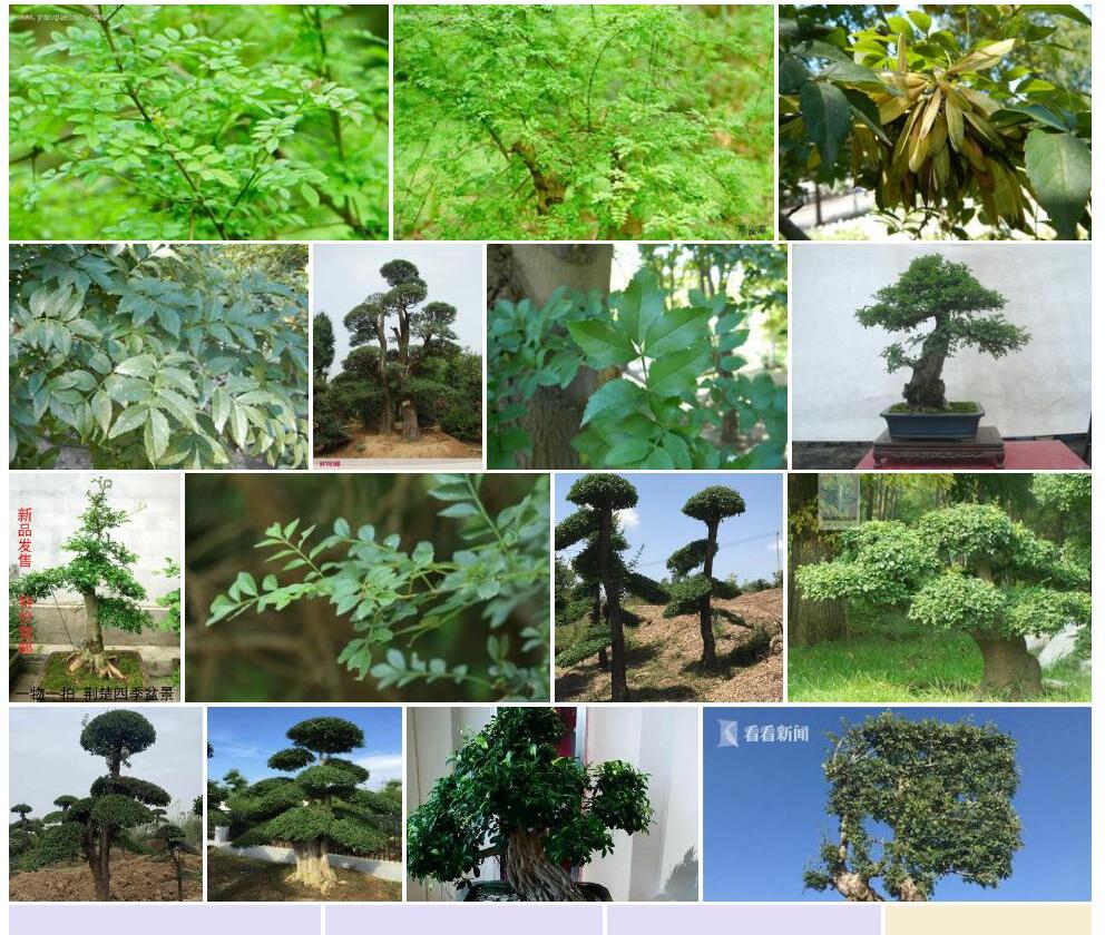 湖北梣Fraxinus-hupehensis图片