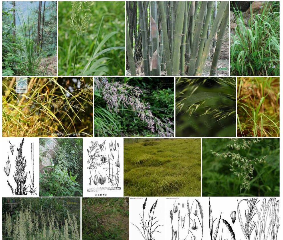 湖北野青茅Deyeuxia-hupehensis图片