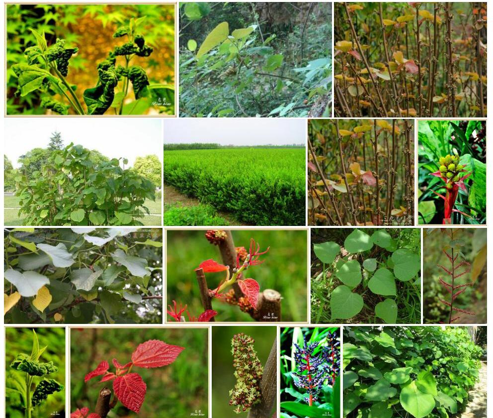 湖南山麻杆Alchornea-hunanensis图片