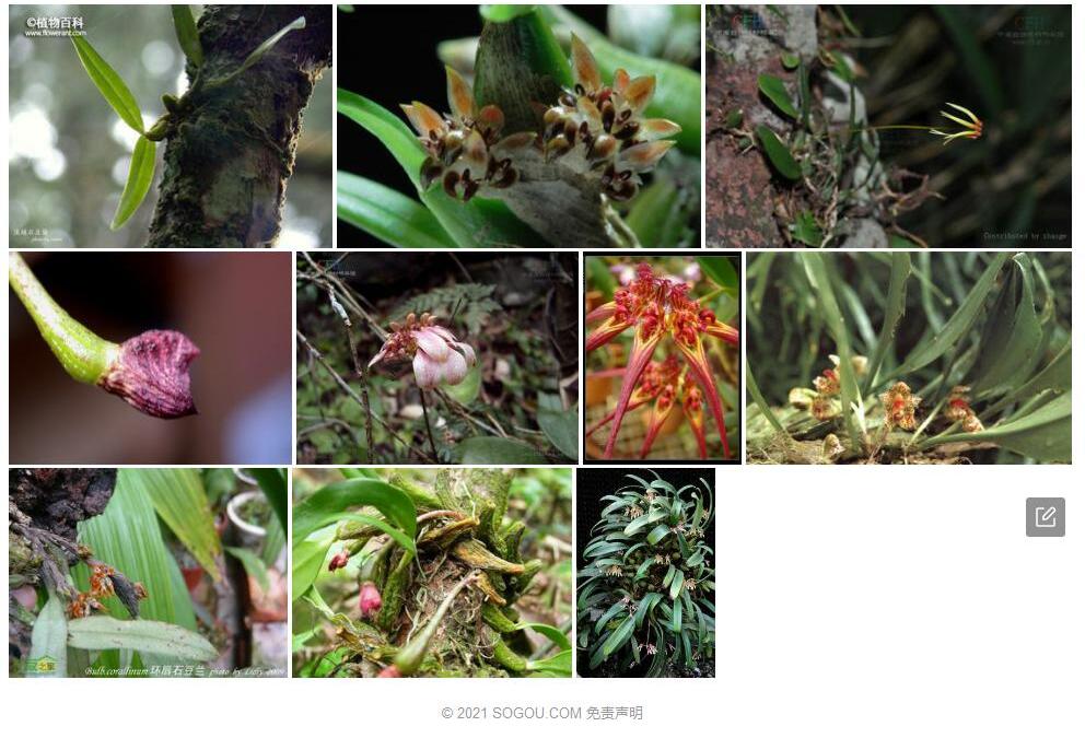 溪头石豆兰Bulbophyllum-chitouense图片