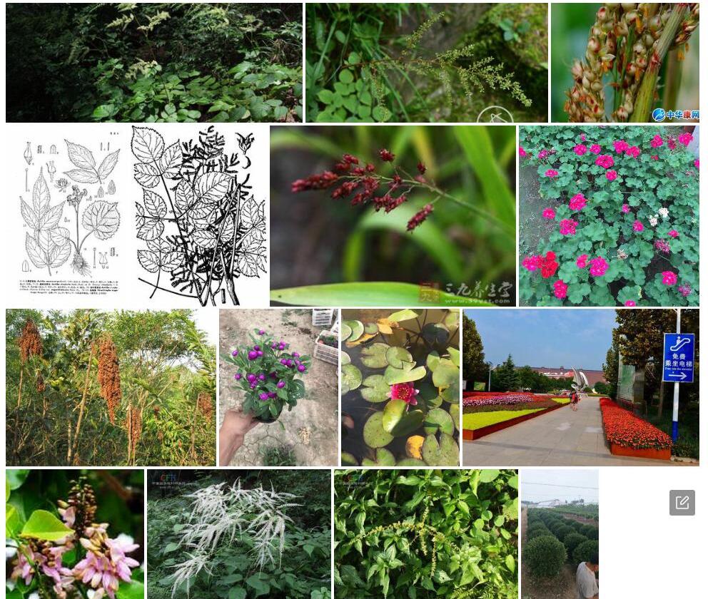 溪畔落新妇Astilbe-rivularis图片