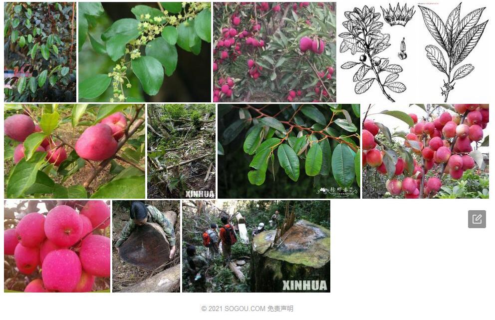 滇刺榄Xantolis-stenosepala图片