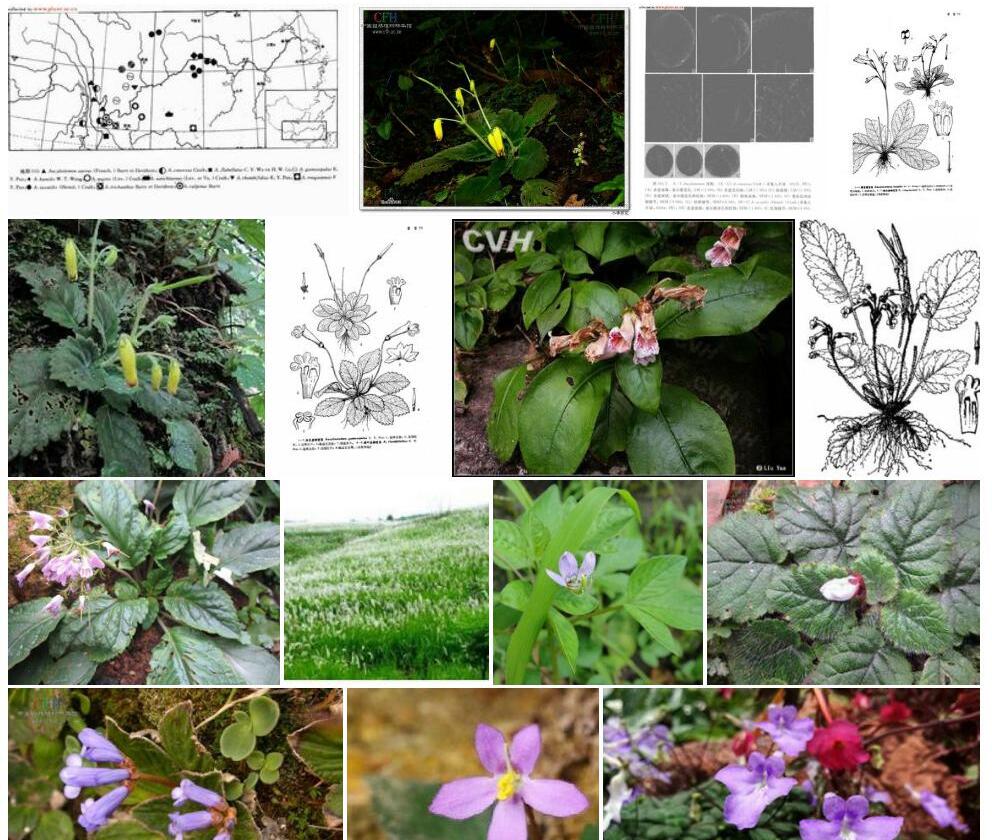 滇北直瓣苣苔(Ancylostemon mairei)拉丁名学名属名科名植物生活型图片