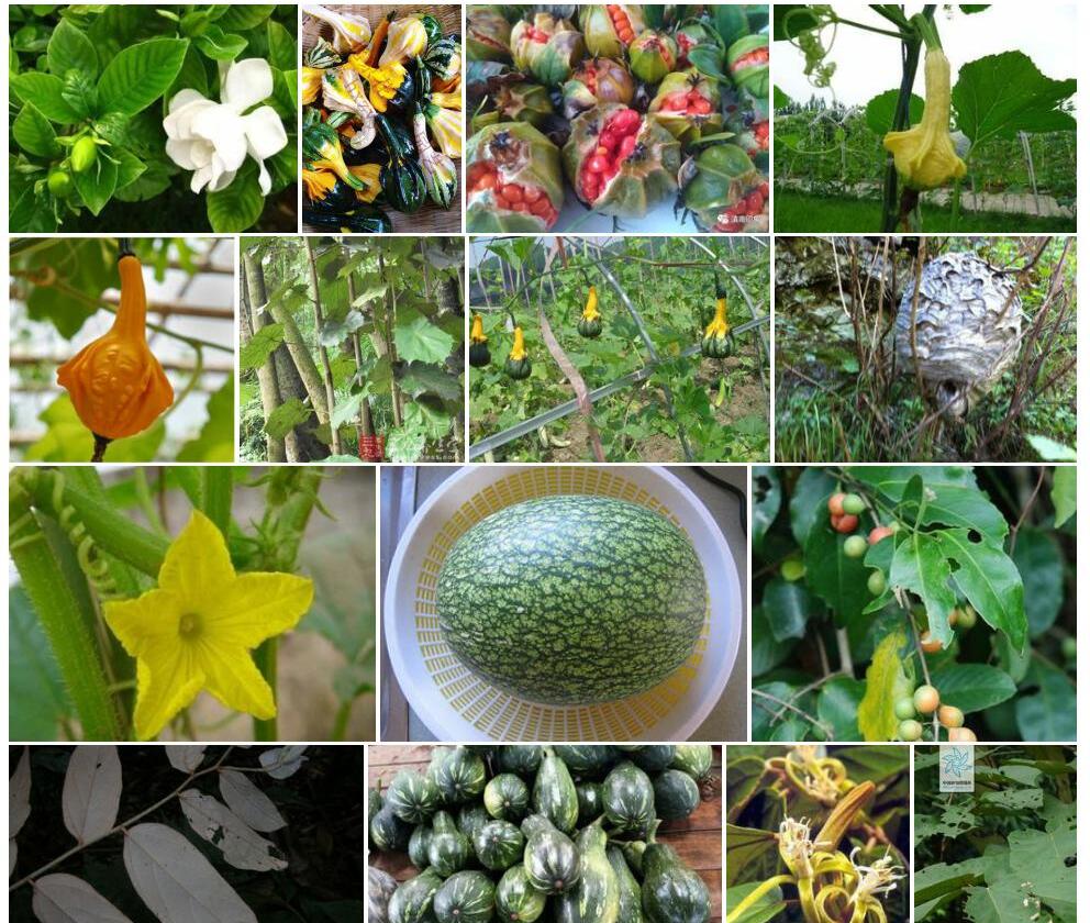 滇南翅子瓜Zanonia-indica-var.-pubescens图片