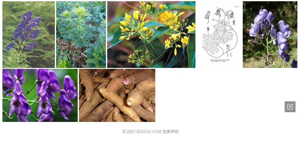 滇南草乌Aconitum-austroyunnanense图片