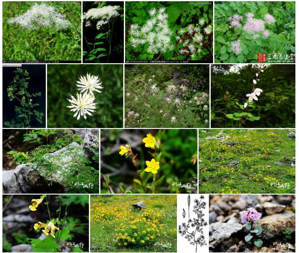 滇川唐松草Thalictrum-finetii图片